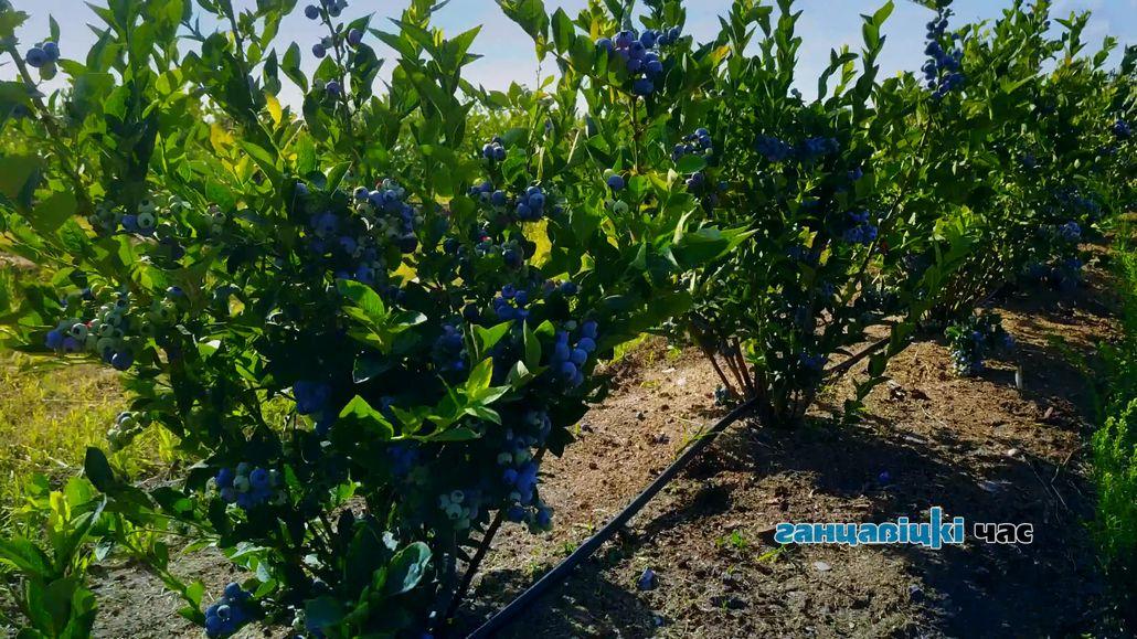 Под грифом «секретно»: сколько можно заработать на плантациях голубики в Брестской области