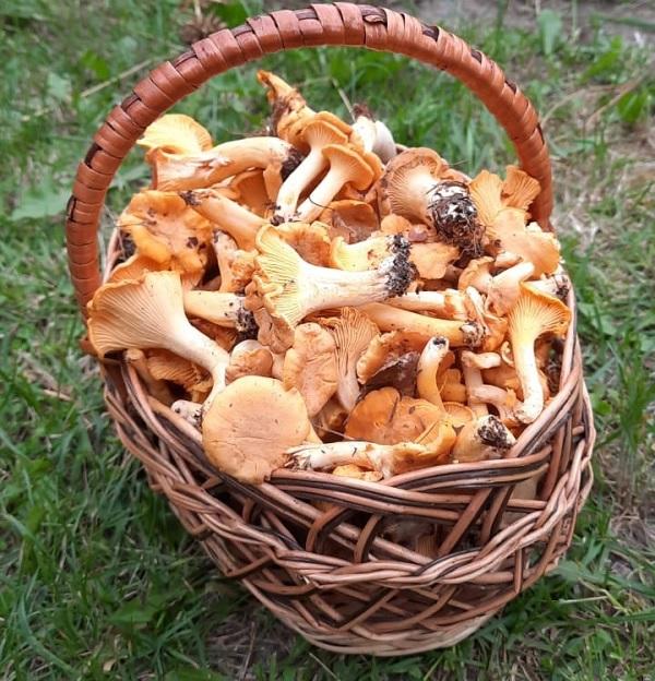 Пружанские лисички