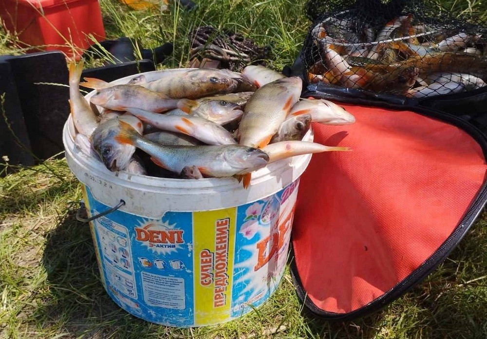 Брестский рыбак наловил окуня в Белоозерске и вызвал дискуссию