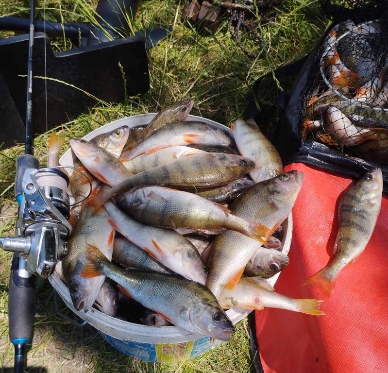 окунь рыбалка