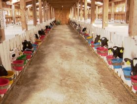 Кто выпил списанное на телят молоко на ферме в Брестской области?