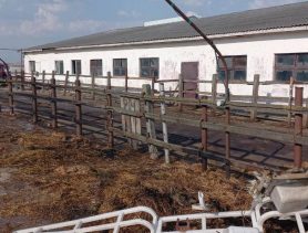 В Пружанах будут судить животновода за гибель телят