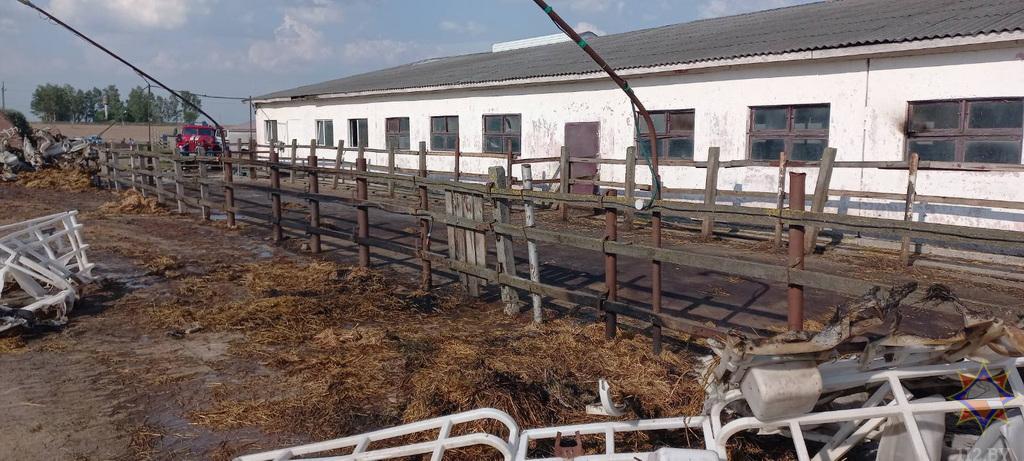 В Пружанах будут судить животновода, из-за которого погибли пять телят