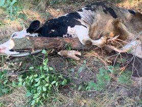 Спасатели помогли корове выбраться из «ловушки» около Ганцевичей