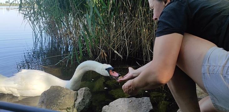 рыбалка лебедь