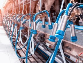 Доить коров стало дороже: за что завели дело на руководителя агропредприятия?