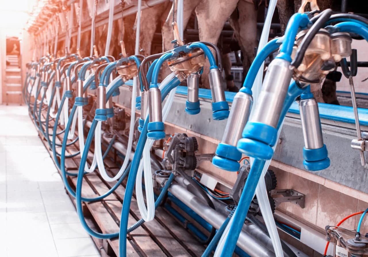 Доить коров стало дороже: за что завели дело на руководителя агропредприятия?