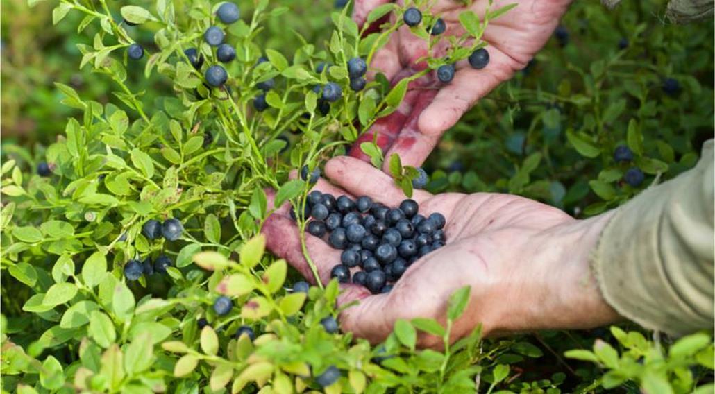 Голубика и черника - в чем разница?
