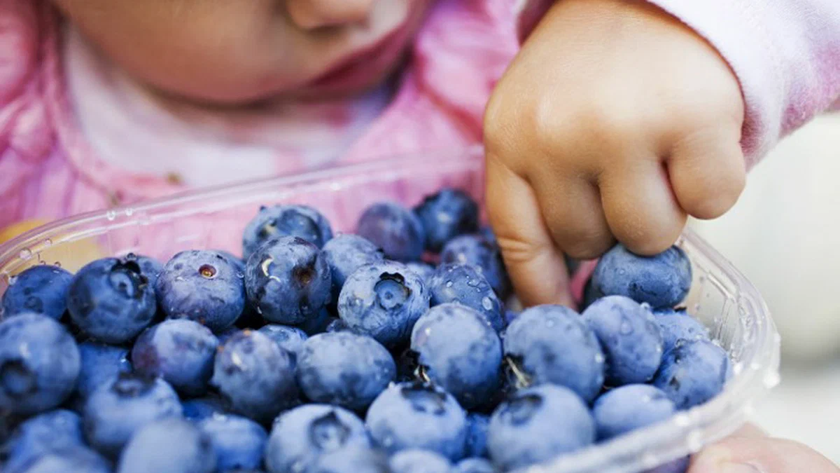 Голубика и черника - в чем разница?