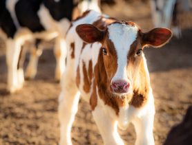 Во время пожара на ферме в Брестской области погибли телята