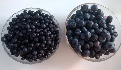 В чем разница между черникой и голубикой?