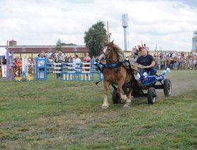 На фестывалі каня ў Брэсцкай вобласці пераможцы атрымаюць грошы і авёс