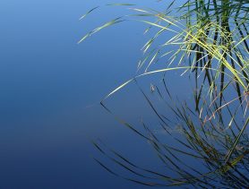 Сельчанин полез пьяным в воду в Ивановском районе и утонул