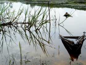 В Столинском районе утонул пенсионер