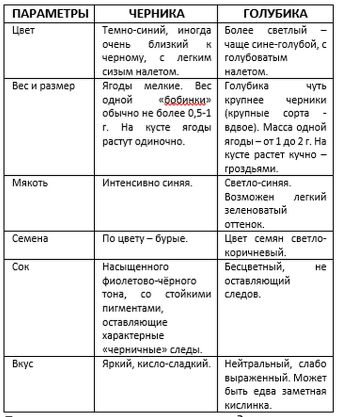 Чем отличается черника от голубики?