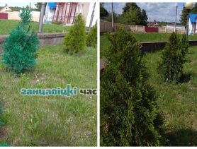 Чудесное «воскрешение» крашеных туй в Ганцевичах