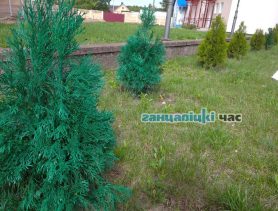 В Ганцевичах красят туи. Новый арт-объект к «Дажынкам»?