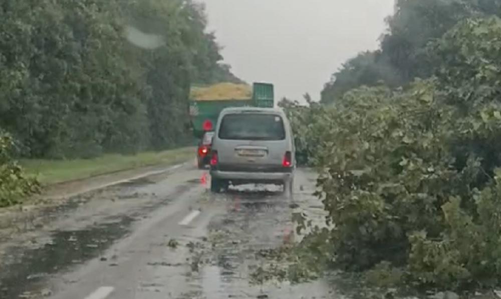 Ураган навалил деревьев под Ивацевичами