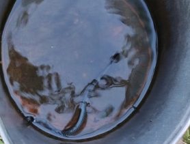 Из питьевого колодца в Брестской области достали змею