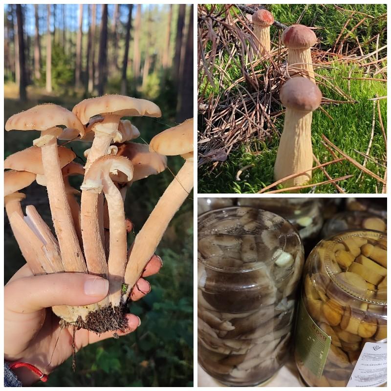 грибы боровики опята