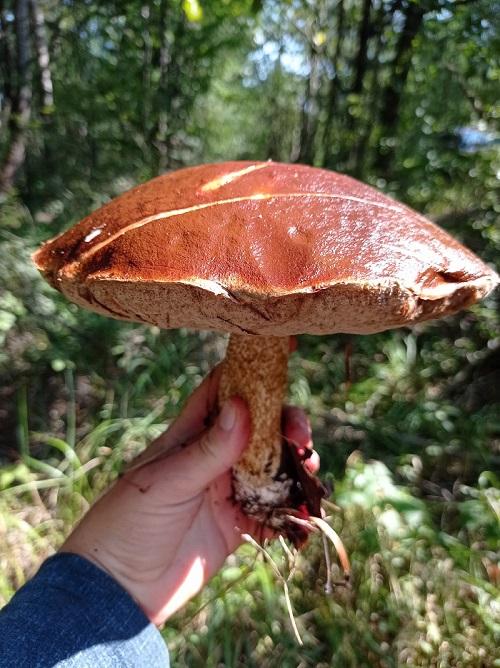 подосиновик