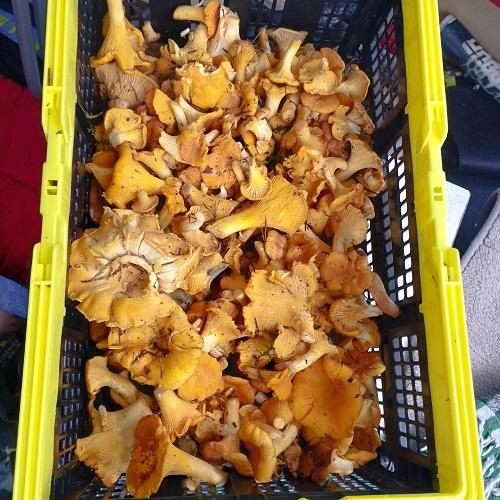 лисички грибы