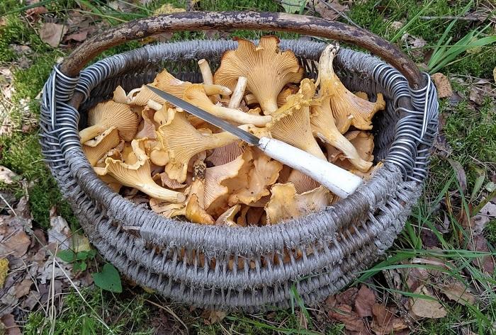 грибы лисички