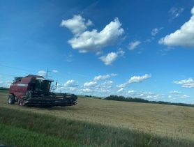 В Беларуси собрали худший за последние годы урожай зерна. В чем причина?