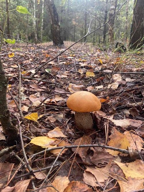 подосиновик грибы