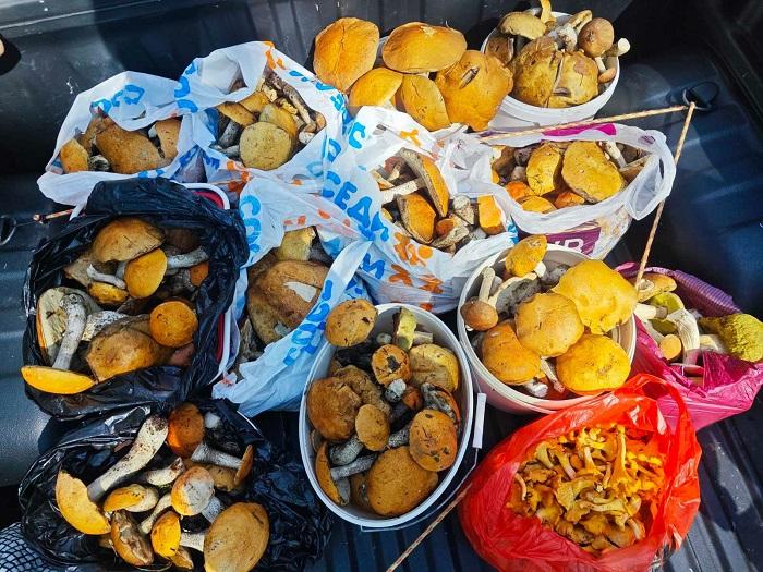 грибы подосиновики