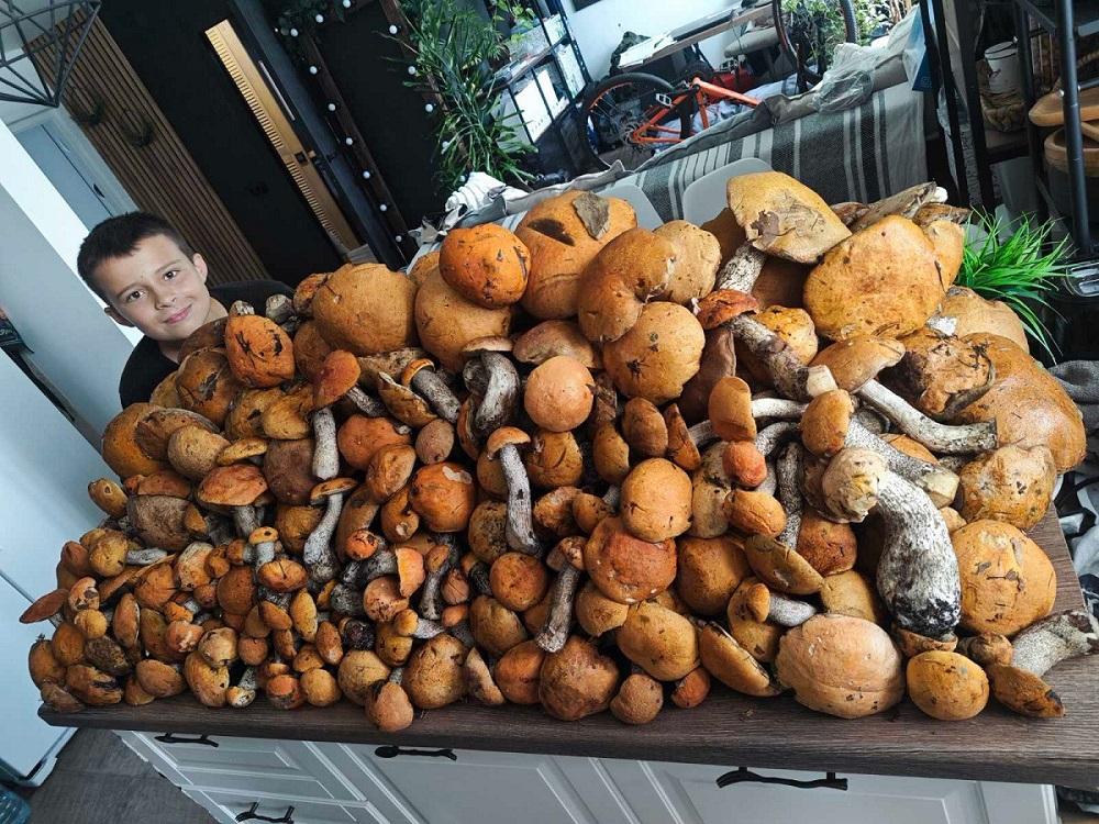 Последний слой подосиновиков уходящего лета. Витебский район