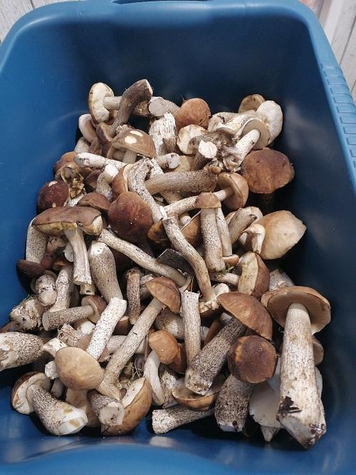 грибы Гродно