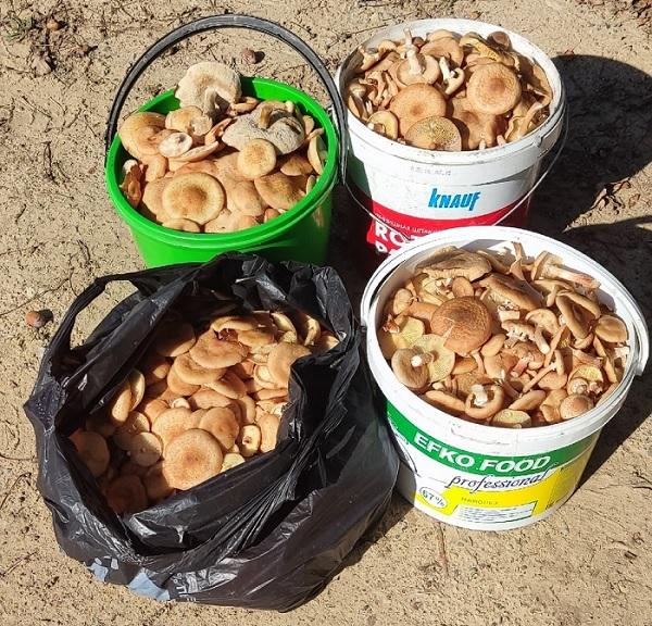 опята Червень грибы