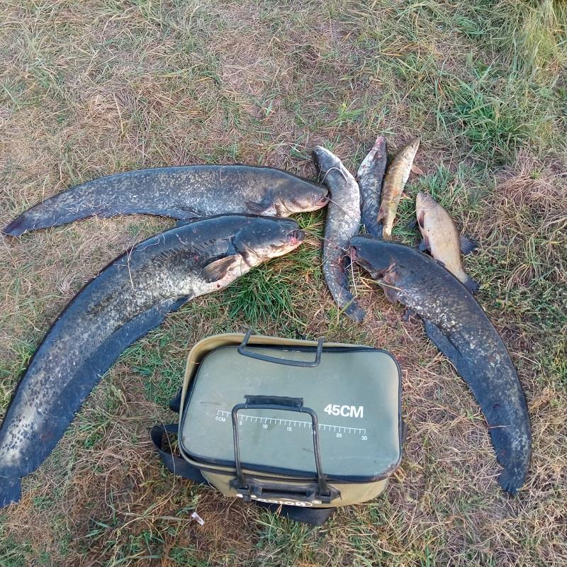 сом рыбалка Березина