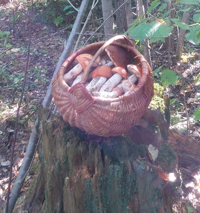 грибы подосиновики