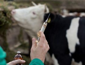 Контролеры обнаружили «серую» схему поставок ветеринарных препаратов