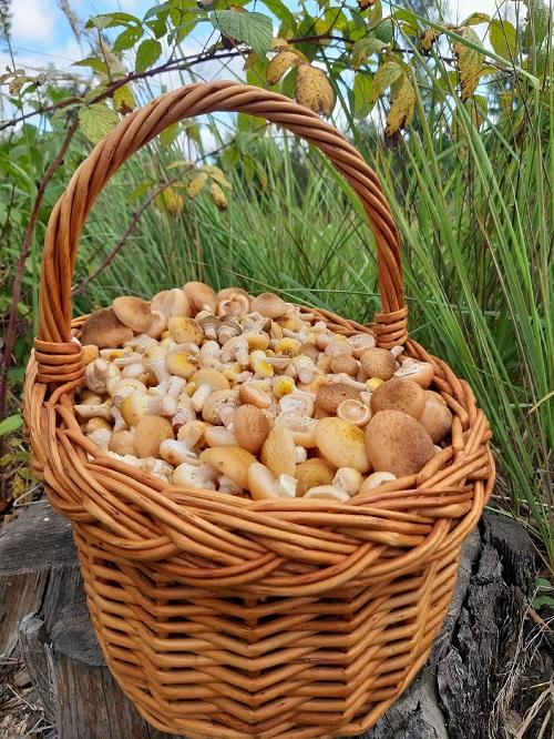 грибы опята