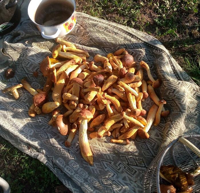 золотистый боровик