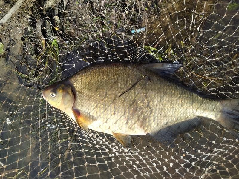 лещ двина рыбалка