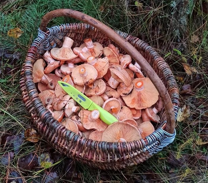 рыжики грибы