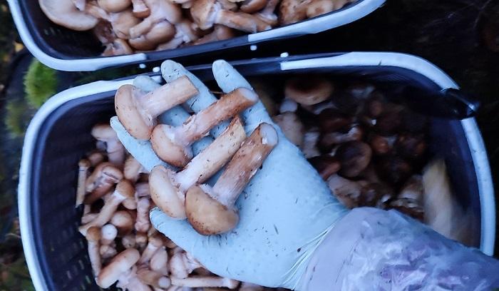 грибы опята