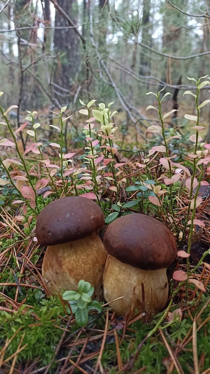 грибы польские