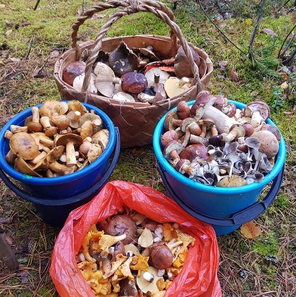 Грибное ассорти