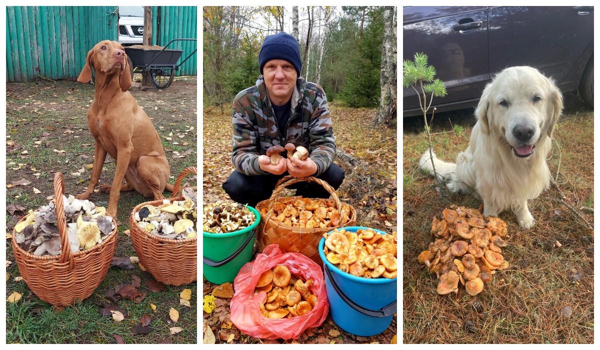 Несмотря на погоду белорусские грибники продолжают радоваться великолепным сборам
