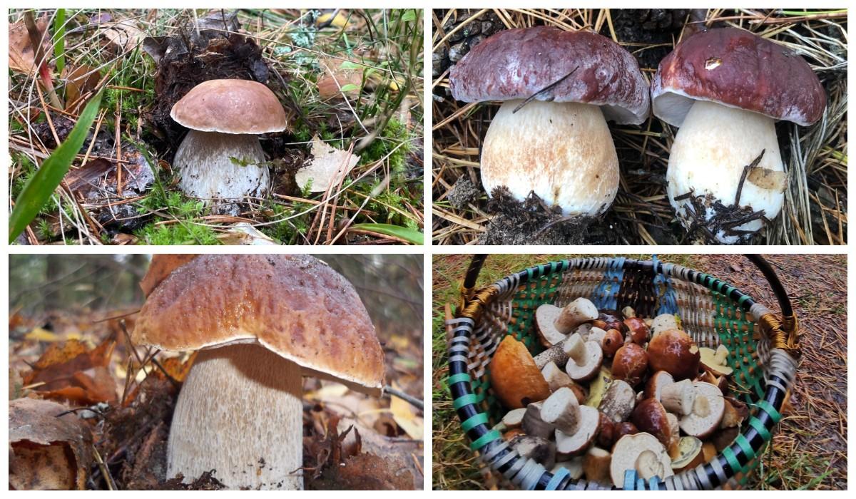 Октябрьские грибочки в лесах Беларуси