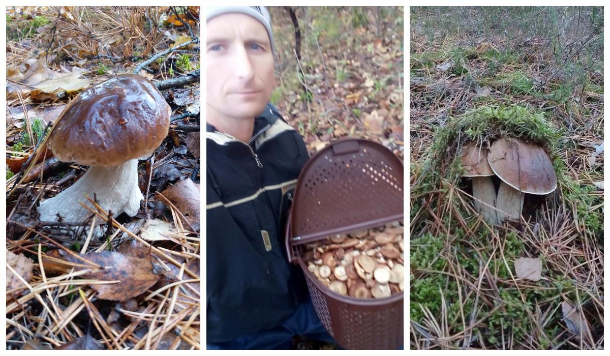 Слева направо: Боровичок словно ползёт, фото Татьяны Старковой из Узденского района; Опята из Витебского района Андрея Каменева; Накрылись погреться, фото Жени Клименкова из Смолевичского района