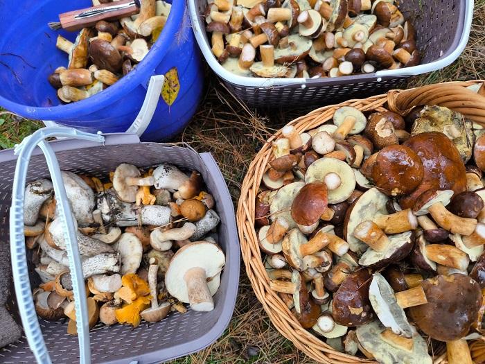 грибы каменец