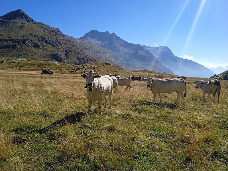 Коровы в Альпах