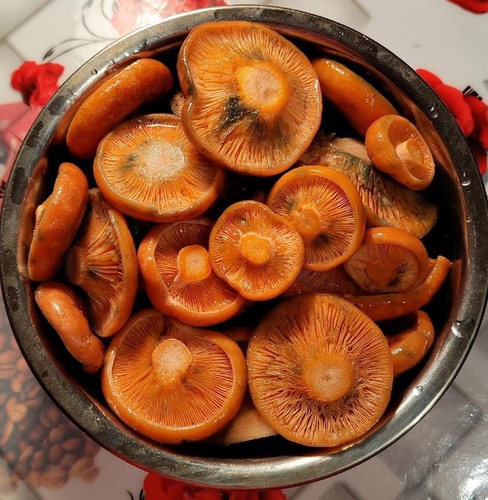 грибы рыжики