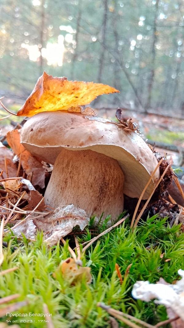 гриб боровик